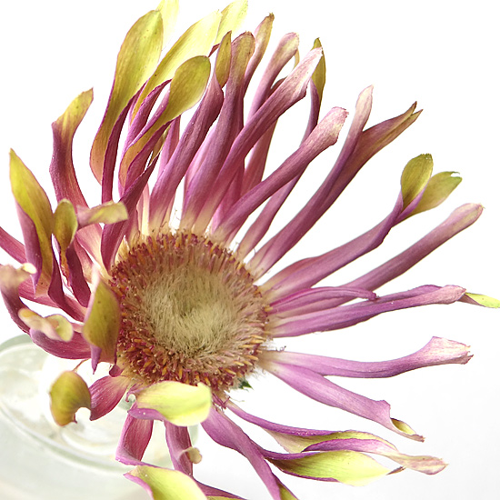 花びらが筒状に巻いたガーベラ・パスタベネチアのアメージングドライフラワーの画像