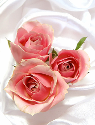 オリジナル製法で作った生花のように綺麗なピンクのバラのドライフラワー