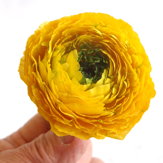 大輪八重咲きの黄色いラナンキュラスのアメージングドライフラワーの画像