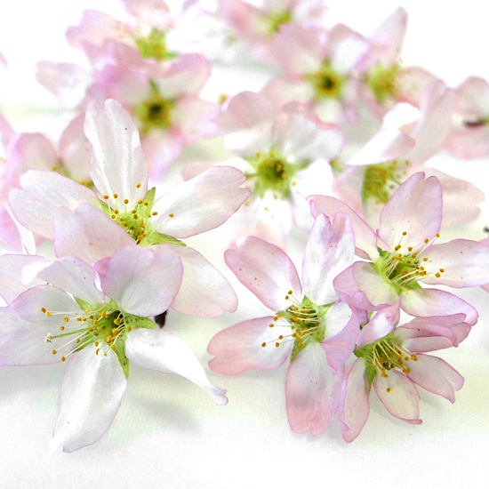 新しいドライフラワーの作り方で作った桜の花のアメージングドライフラワーの画像