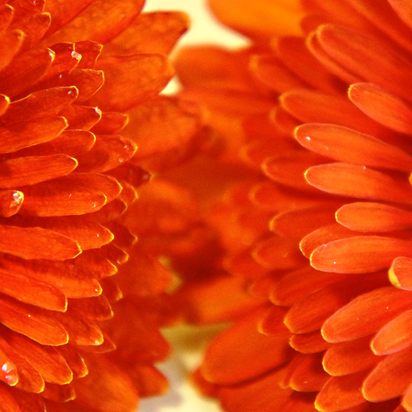シリカゲル法で作ったガーベラのドライフラワーはクローズアップ画像で見ると花びらが縮んでいる