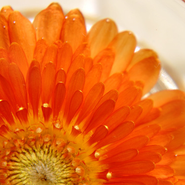 花びらが生き生きとしているアメージングドライフラワー製法で乾燥させたガーベラのドライフラワー画像