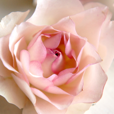 淡いピンクのバラのアメージングドライフラワー画像