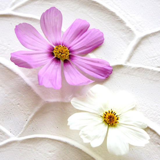 生花に見えるコスモスの花のアメージングドライフラワーの画像