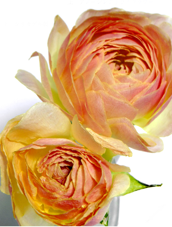 シリカゲルで作ったラナンキュラスの花のドライフラワーとアメージングドライフラワーのラナンキュラスの違いを比較している画像