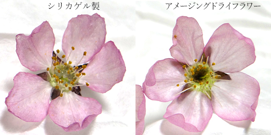 シリカゲルで乾燥させた桜のドライフラワーとアメージングドライフラワーの桜を比較している画像