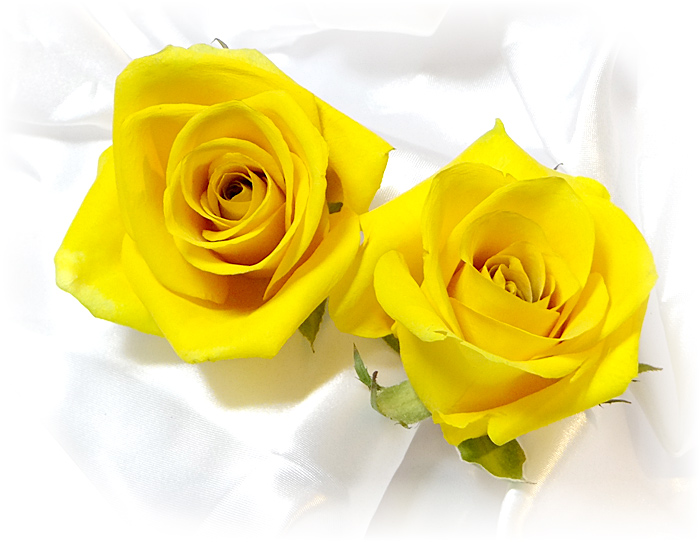シリカゲルを使わない新しい製法で作ったきれいな黄色いバラのドライフラワー
