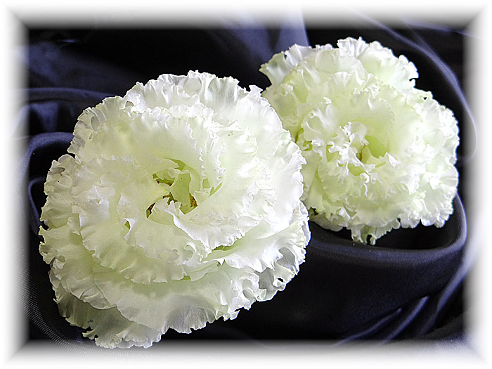 シリカゲルを使わない新しいアメージングスタイルドライフラワー製法で作ったフリルの花びらが美しい八重咲きトルコキキョウのドライフラワー