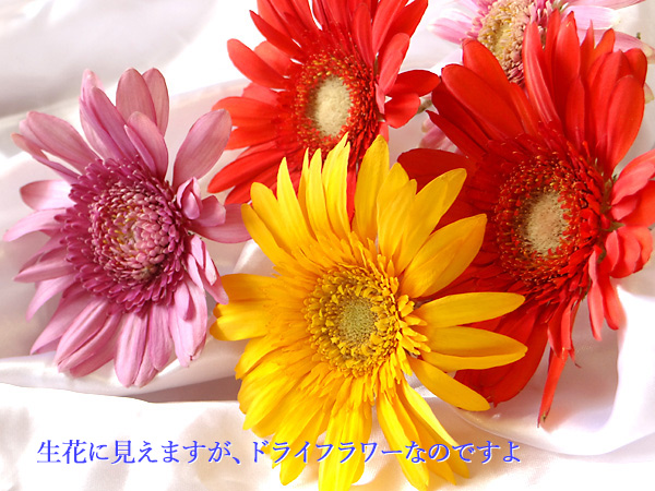 新しいドライフラワーの作り方で作った生花のようにきれいなガーベラの花のアメージングドライフラワーの画像