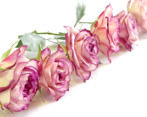 アメージングドライフラワー製法で作ったミニバラの花のドライフラワー