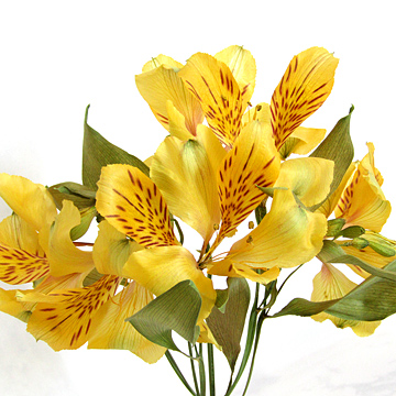 アルストロメリアのアメージングドライフラワーの花束の画像