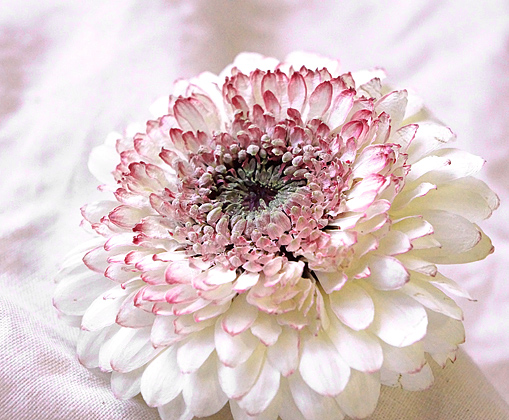 ガーベラのアメージングドライフラワー画像,白い花びらにピンク色の縁取りが美しいガーベラ