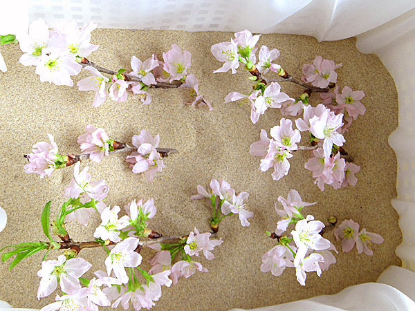 新製法のドライフラワーの作り方でたくさんの桜のドライフラワーを作っている画像