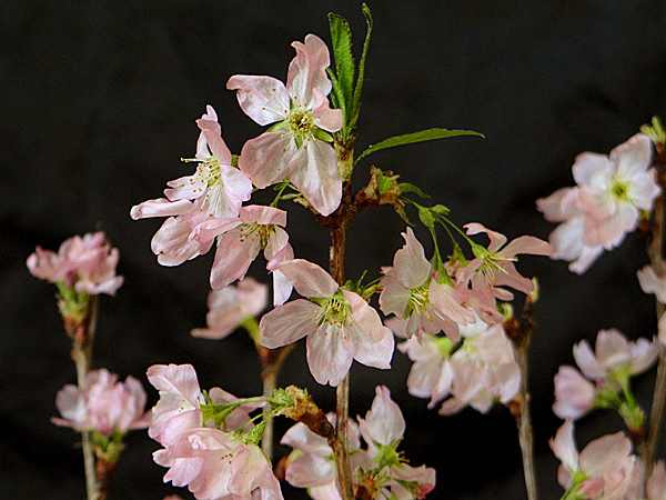 生花のようにみずみずしい桜のドライフラワーの画像