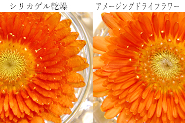 シリカゲルで乾燥させたガーベラとアメージングドライフラワーのガーベラを比較している画像
