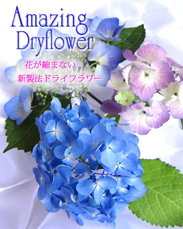 生花に見えるアジサイのアメージングドライフラワー画像