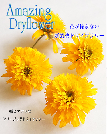 生花のように綺麗な姫ヒマワリのアメージングドライフラワー画像